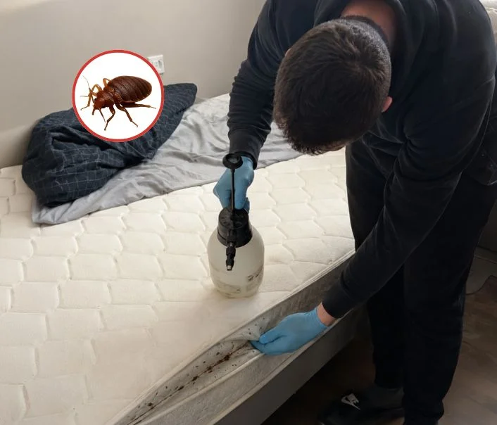 Technicien traitant un matelas contre les punaises de lit à Vémars